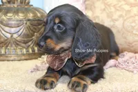 Nevea, a female Miniature Dachshund for sale in West Plains, MO – 9 of 10