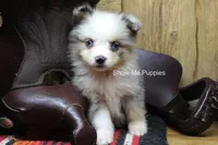 Teddy, a male Miniature Australian Shepherd and Toy Australian Shepherd for sale in West Plains, MO – 3 of 10