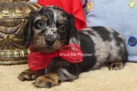 Nouget, a male Miniature Dachshund for sale in West Plains, MO – 8 of 8
