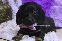 Nova, a female Miniature Dachshund for sale in West Plains, MO – 8 of 8