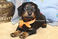Luther, a male Miniature Dachshund for sale in West Plains, MO – 3 of 10