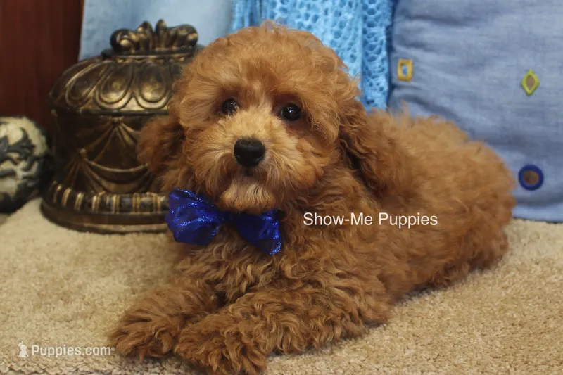 Karter – Poodle - Toy  puppy for sale in West Plains, MO