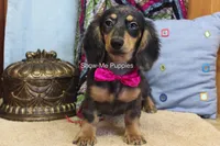 Josie, a female Miniature Dachshund for sale in West Plains, MO – 8 of 10