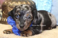 Newt, a male Miniature Dachshund for sale in West Plains, MO – 6 of 8