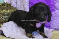 Nova, a female Miniature Dachshund for sale in West Plains, MO – 2 of 8
