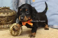 Luther, a male Miniature Dachshund for sale in West Plains, MO – 8 of 10