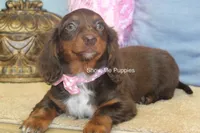 Holli, a female Miniature Dachshund for sale in West Plains, MO – 5 of 10
