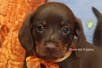 Metro, a male Miniature Dachshund for sale in West Plains, MO – 7 of 10