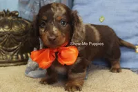 Mikey, a male Miniature Dachshund for sale in West Plains, MO – 2 of 10