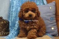 Karter, a male Poodle - Toy  for sale in West Plains, MO – 3 of 9