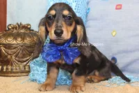 Joseph, a male Miniature Dachshund for sale in West Plains, MO – 3 of 8