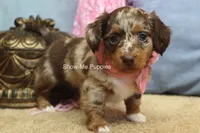 Harper, a female Miniature Dachshund for sale in West Plains, MO – 2 of 9