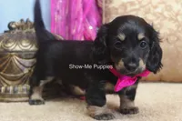 Izzie, a female Miniature Dachshund for sale in West Plains, MO – 4 of 10