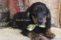 Luther, a male Miniature Dachshund for sale in West Plains, MO – 6 of 9