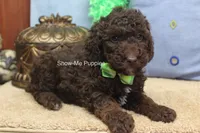 Marshal, a male Poodle - Miniature  for sale in West Plains, MO – 3 of 9