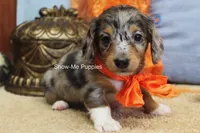 Levi, a male Miniature Dachshund for sale in West Plains, MO – 2 of 10