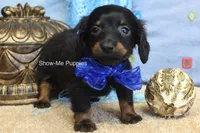 Lucas, a male Miniature Dachshund for sale in West Plains, MO – 6 of 9