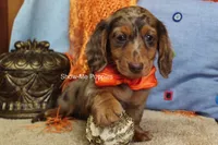 Derek, a male Miniature Dachshund for sale in West Plains, MO – 9 of 10