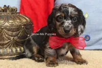 Nouget, a male Miniature Dachshund for sale in West Plains, MO – 4 of 8