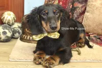 Luther, a male Miniature Dachshund for sale in West Plains, MO – 8 of 10