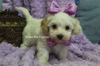 Marshie, a female Maltipoo for sale in West Plains, MO – 10 of 10
