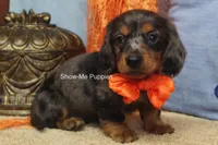 Joshua, a male Miniature Dachshund for sale in West Plains, MO – 9 of 10