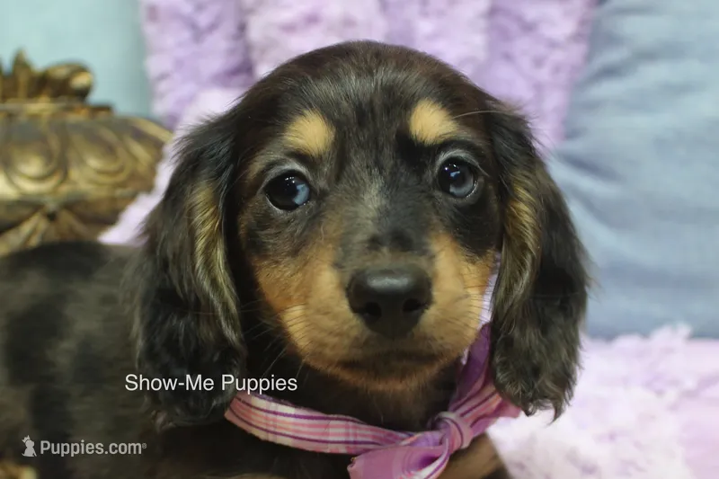 Josie – Miniature Dachshund puppy for sale in West Plains, MO