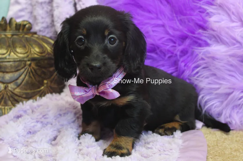 Nova – Miniature Dachshund puppy for sale in West Plains, MO