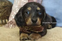 Josie, a female Miniature Dachshund for sale in West Plains, MO – 4 of 10