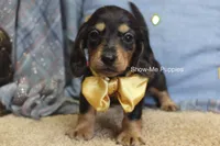 Joseph, a male Miniature Dachshund for sale in West Plains, MO – 4 of 8