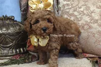 Kiley, a female Poodle - Toy  for sale in West Plains, MO – 6 of 8