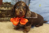 Mikey, a male Miniature Dachshund for sale in West Plains, MO – 10 of 10