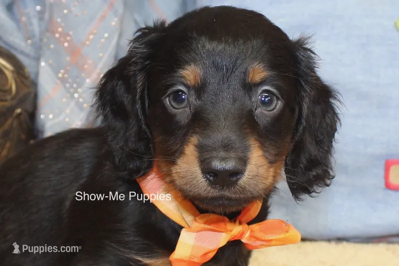 Luther – Miniature Dachshund puppy for sale in West Plains, MO