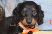 Luther, a male Miniature Dachshund for sale in West Plains, MO – 1 of 10