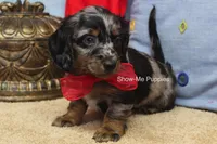 Nouget, a male Miniature Dachshund for sale in West Plains, MO – 5 of 8