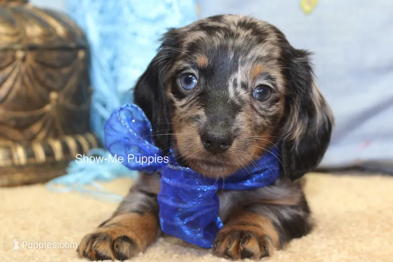 Newt, a male Miniature Dachshund for sale in West Plains, MO – 1 of 8