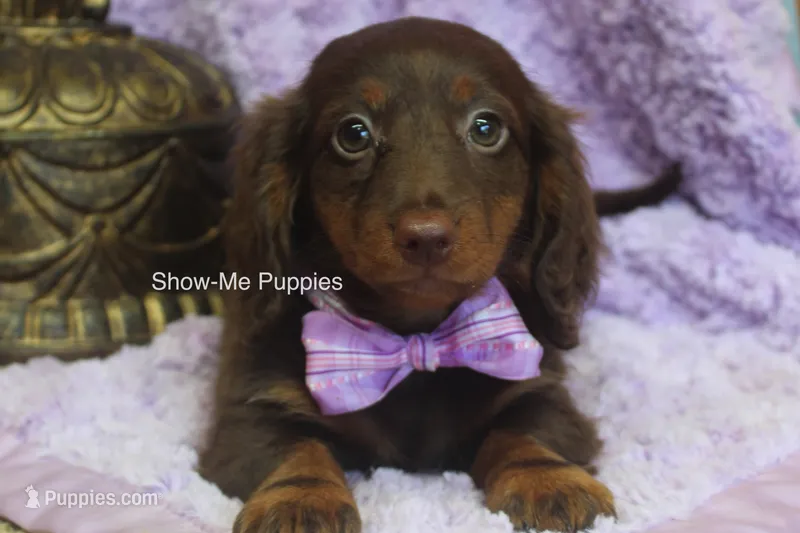 Morgana – Miniature Dachshund puppy for sale in West Plains, MO