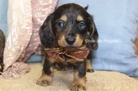 Josie, a female Miniature Dachshund for sale in West Plains, MO – 3 of 10