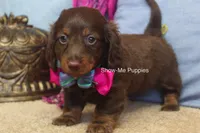 Morgana, a female Miniature Dachshund for sale in West Plains, MO – 6 of 9
