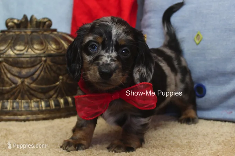 Nouget, a male Miniature Dachshund for sale in West Plains, MO – 1 of 8