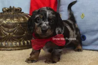 Nouget, a male Miniature Dachshund for sale in West Plains, MO – 1 of 8
