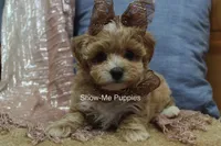 Christy, a female Maltipoo for sale in West Plains, MO – Photo 6 of 7