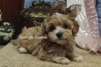 Christy, a female Maltipoo for sale in West Plains, MO – Photo 4 of 7