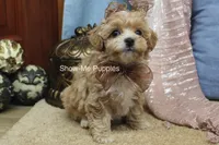 Christy, a female Maltipoo for sale in West Plains, MO – Photo 7 of 7