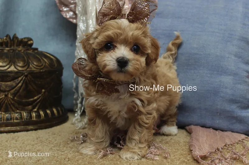 Christy – Maltipoo puppy for sale in West Plains, MO