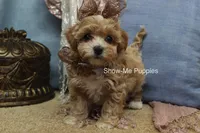 Christy, a female Maltipoo for sale in West Plains, MO – Photo 1 of 7