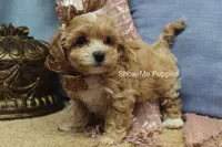 Christy, a female Maltipoo for sale in West Plains, MO – Photo 5 of 7