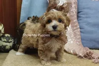 Christy, a female Maltipoo for sale in West Plains, MO – Photo 3 of 7