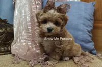 Christy, a female Maltipoo for sale in West Plains, MO – Photo 2 of 7