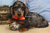 Joshua, a male Miniature Dachshund for sale in West Plains, MO – 6 of 10